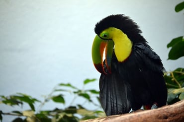 National-Aviary-Pittsburgh_Macaw